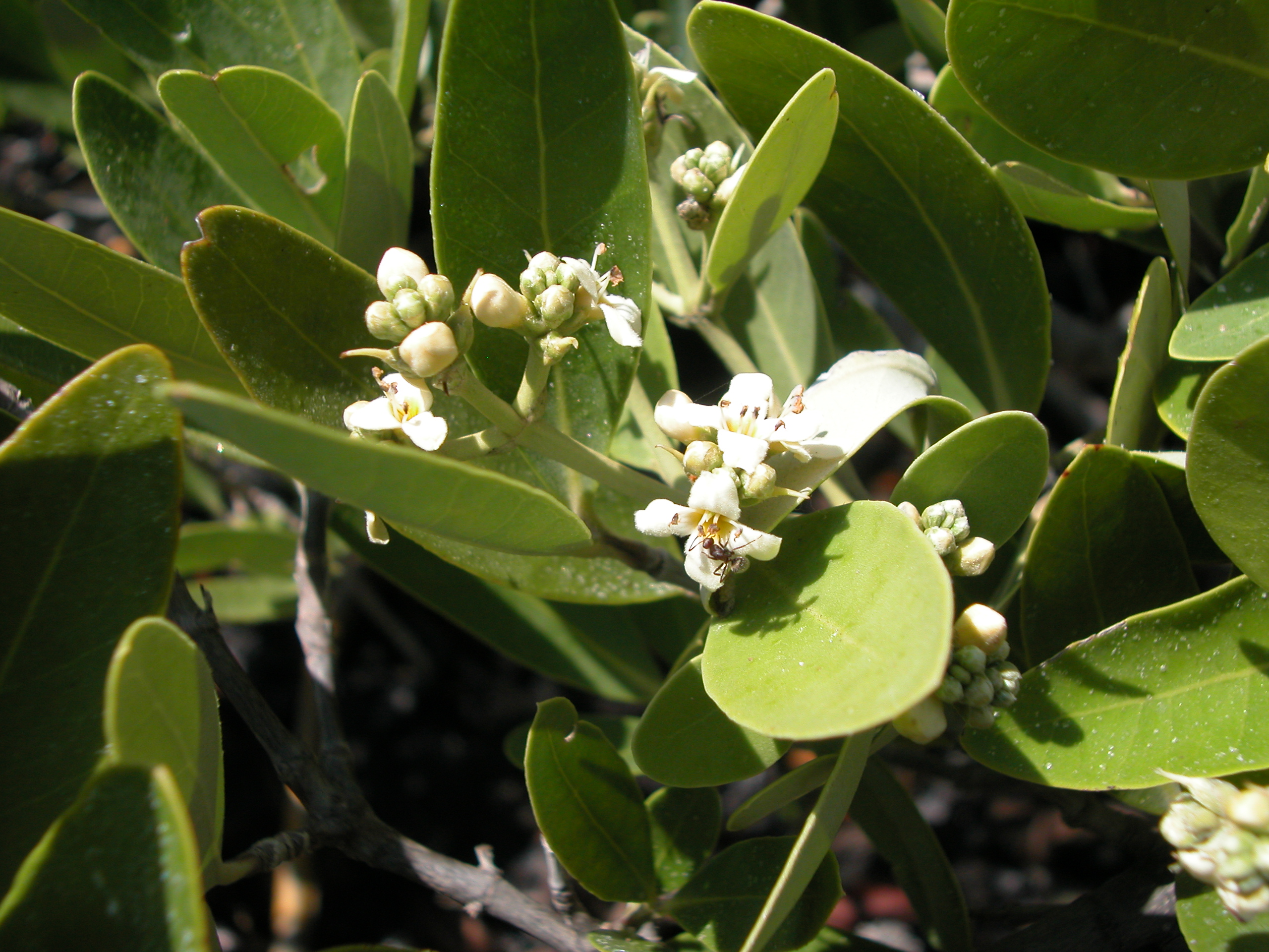 black mangrove flowers