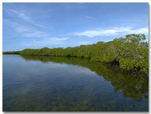 The fringing mangroves at Twin Cays, Belize