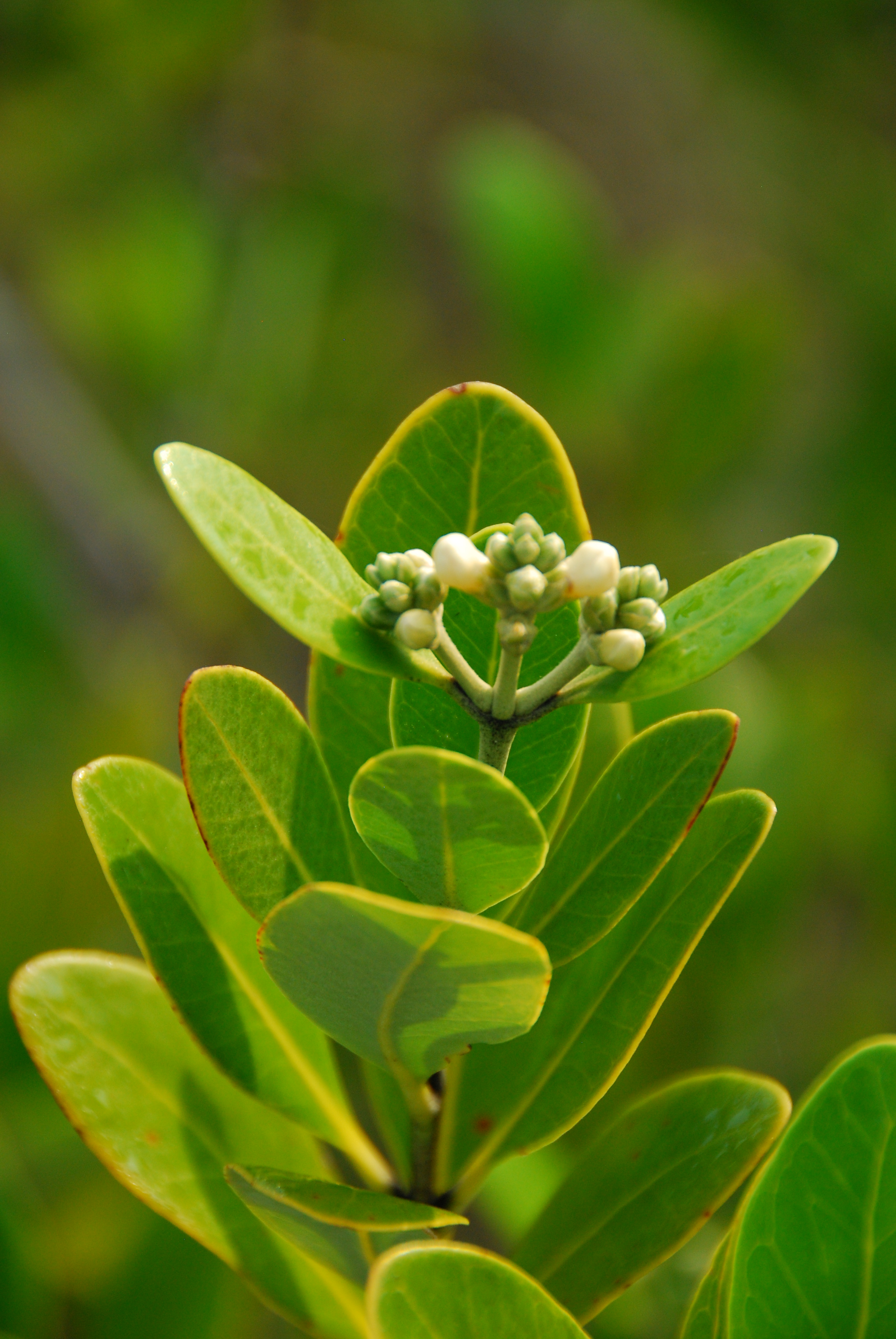 Black mangrove