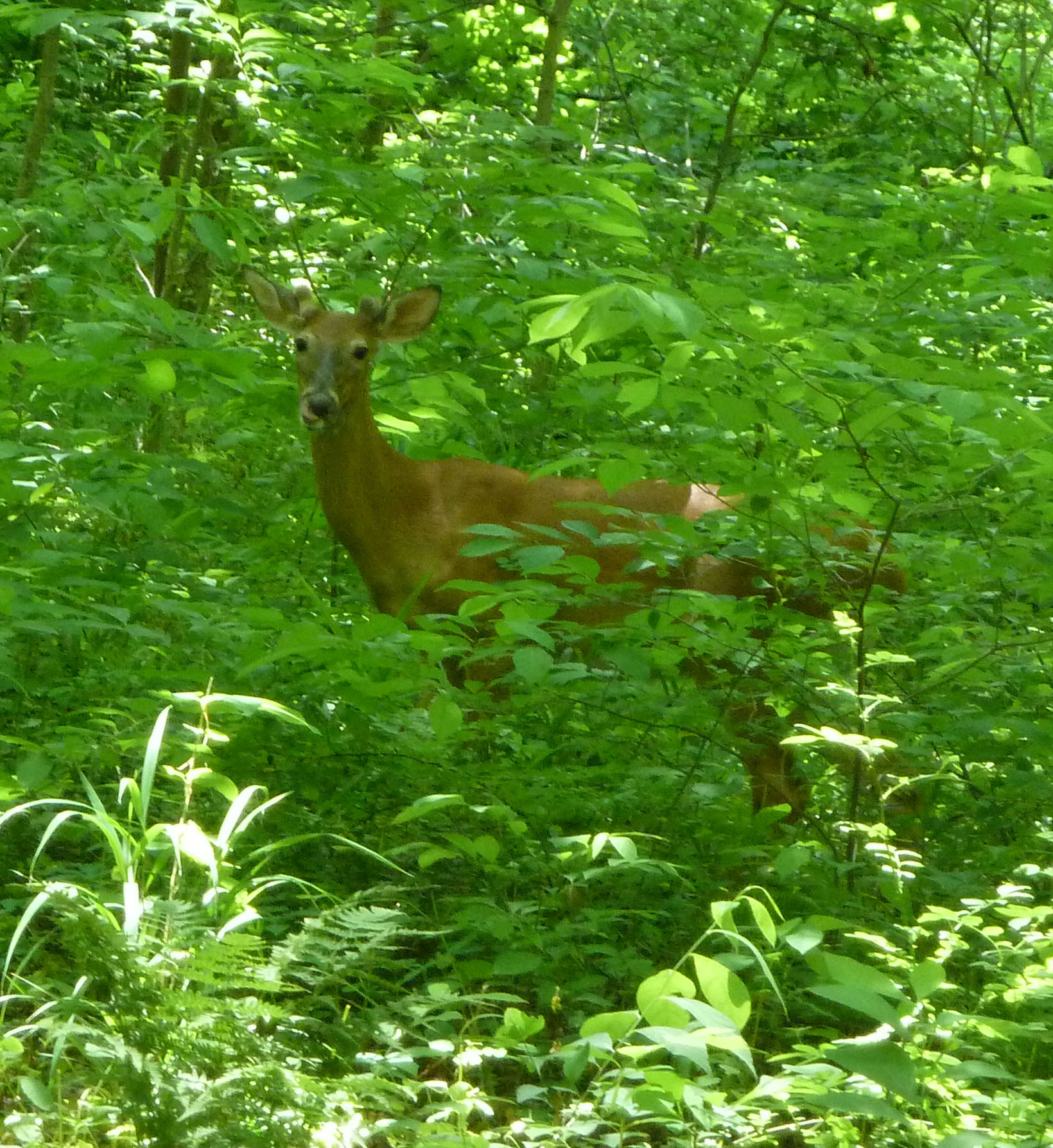 white-tailed deer