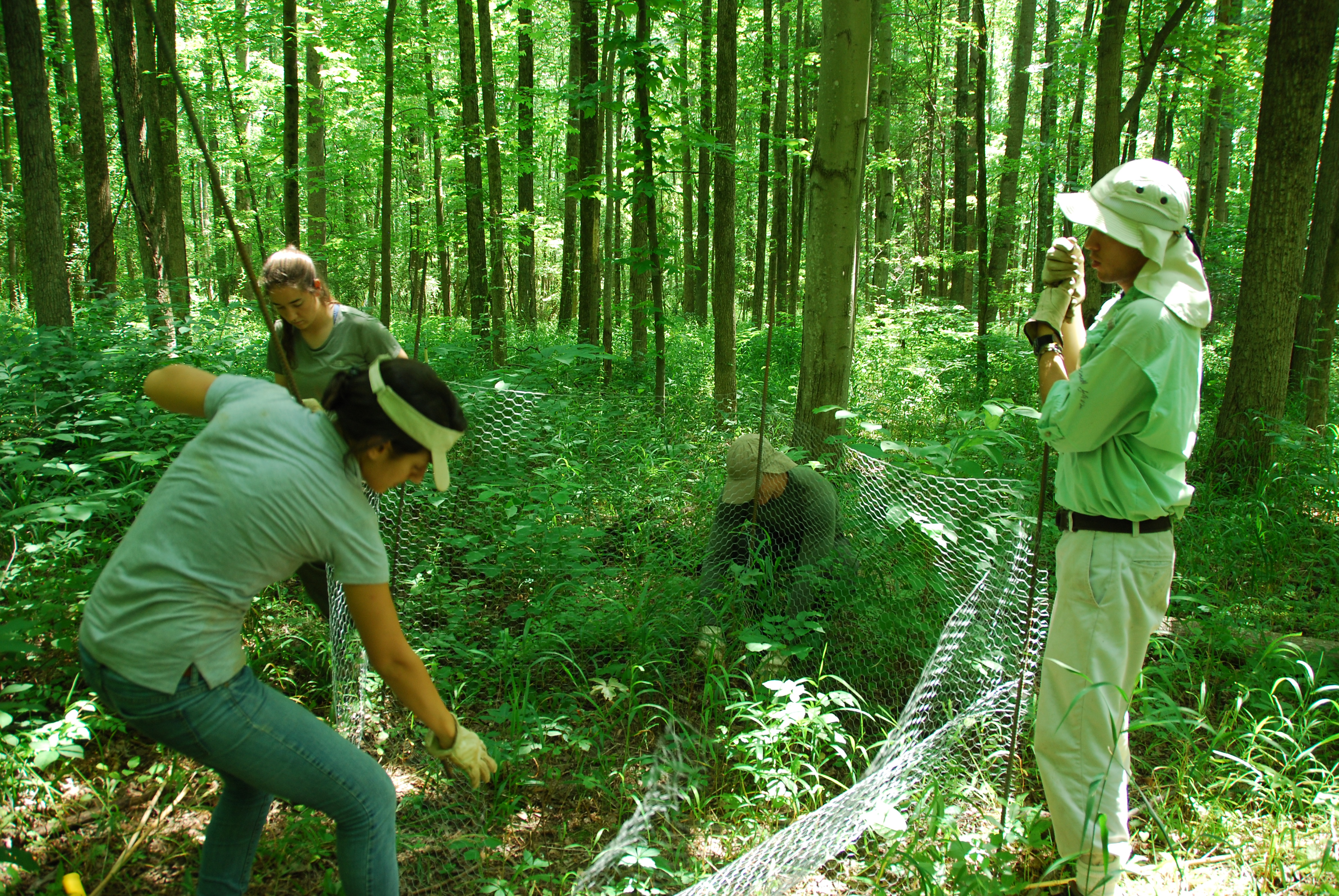 Setting up a forest plot