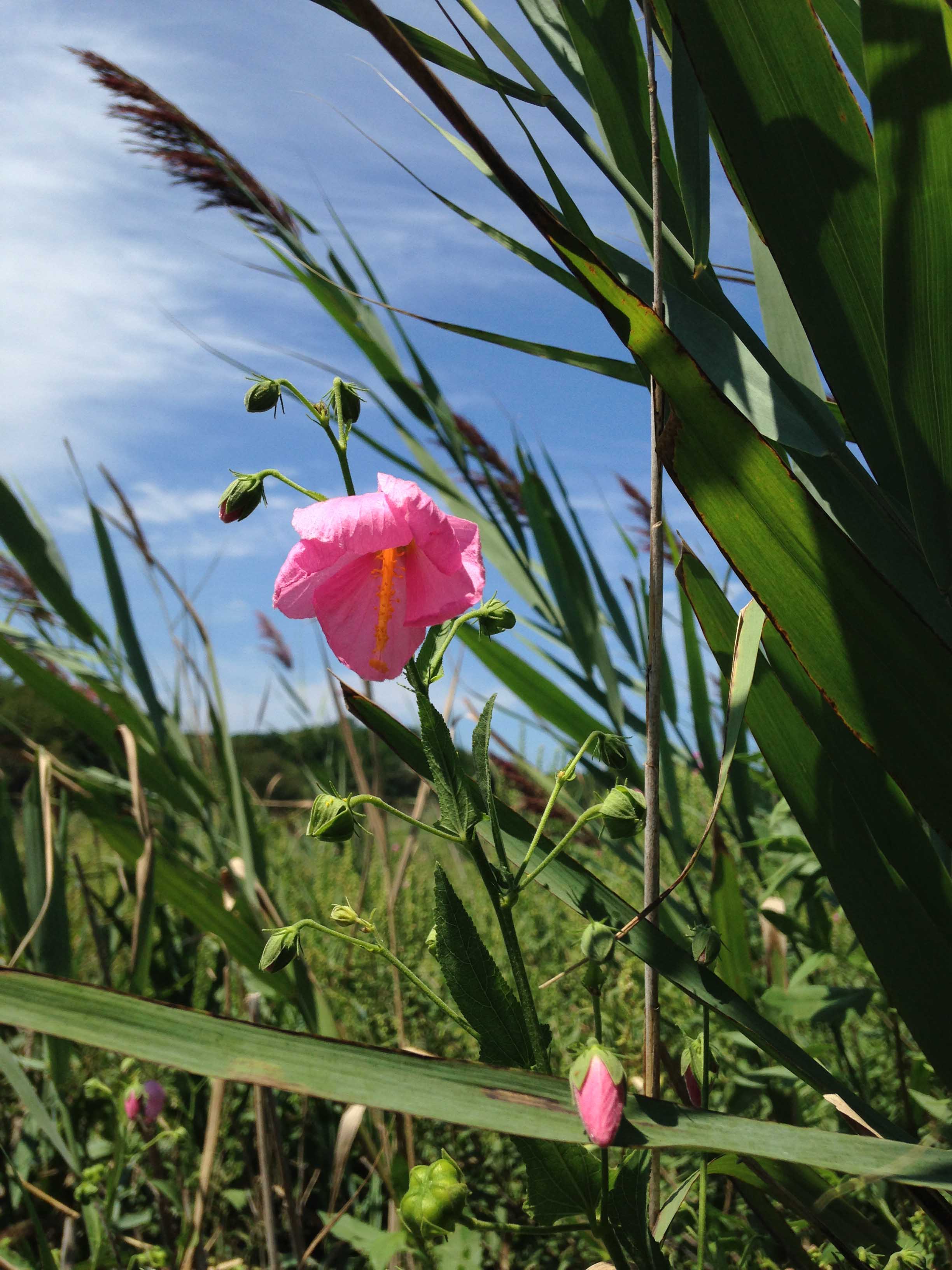 Virginia saltmarsh mallow