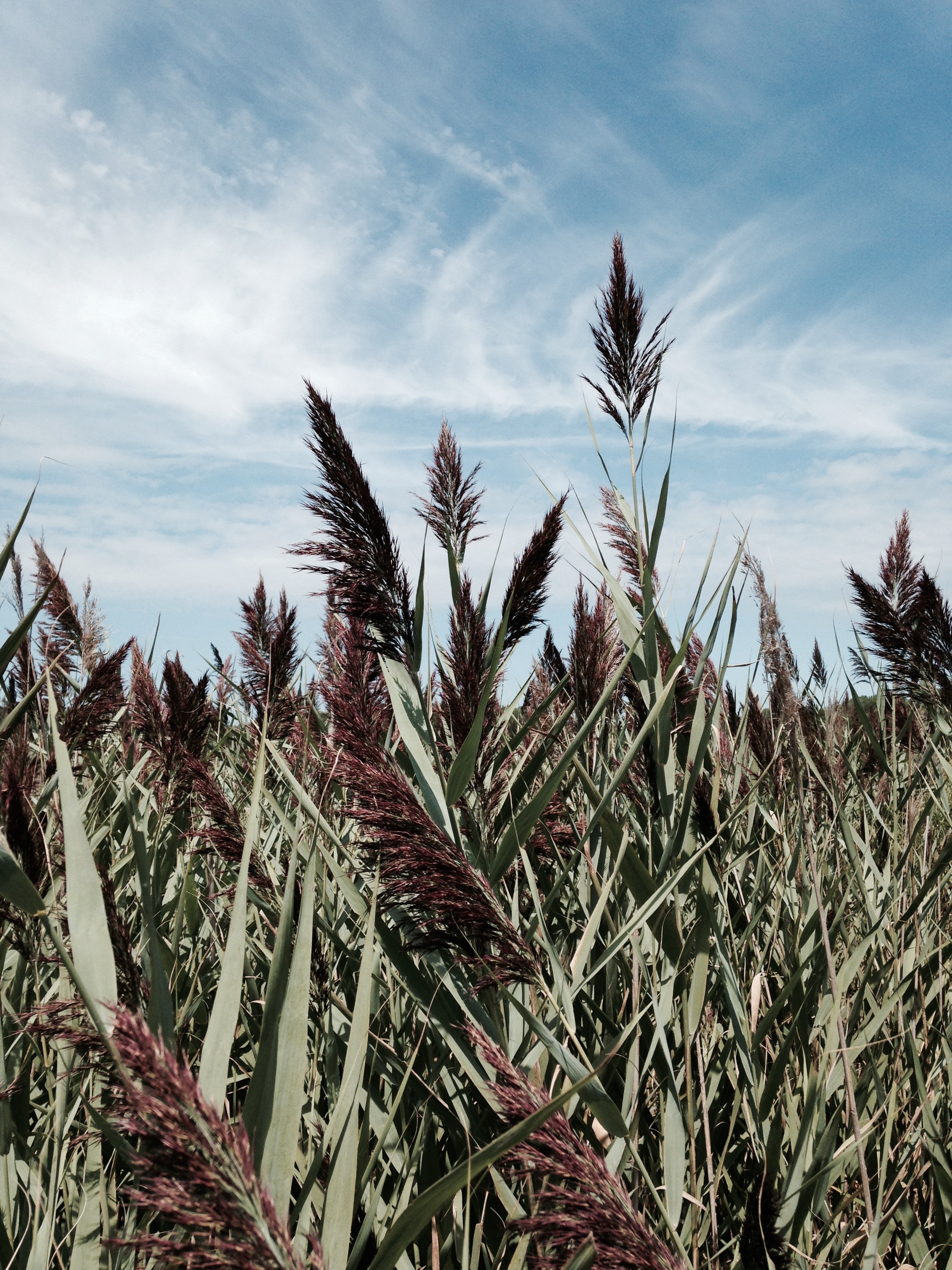 Phragmites australis