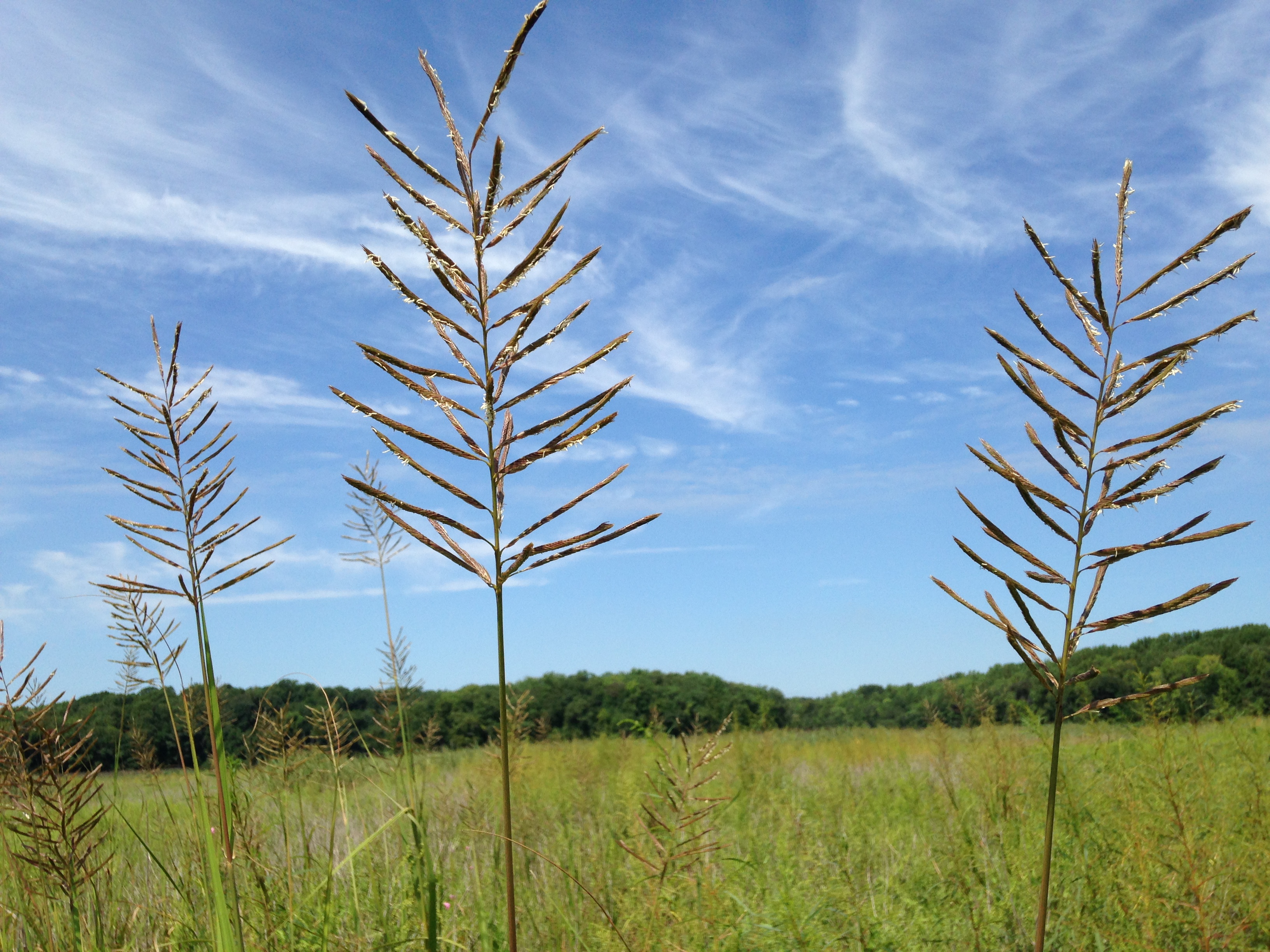 Cordgrass on marsh