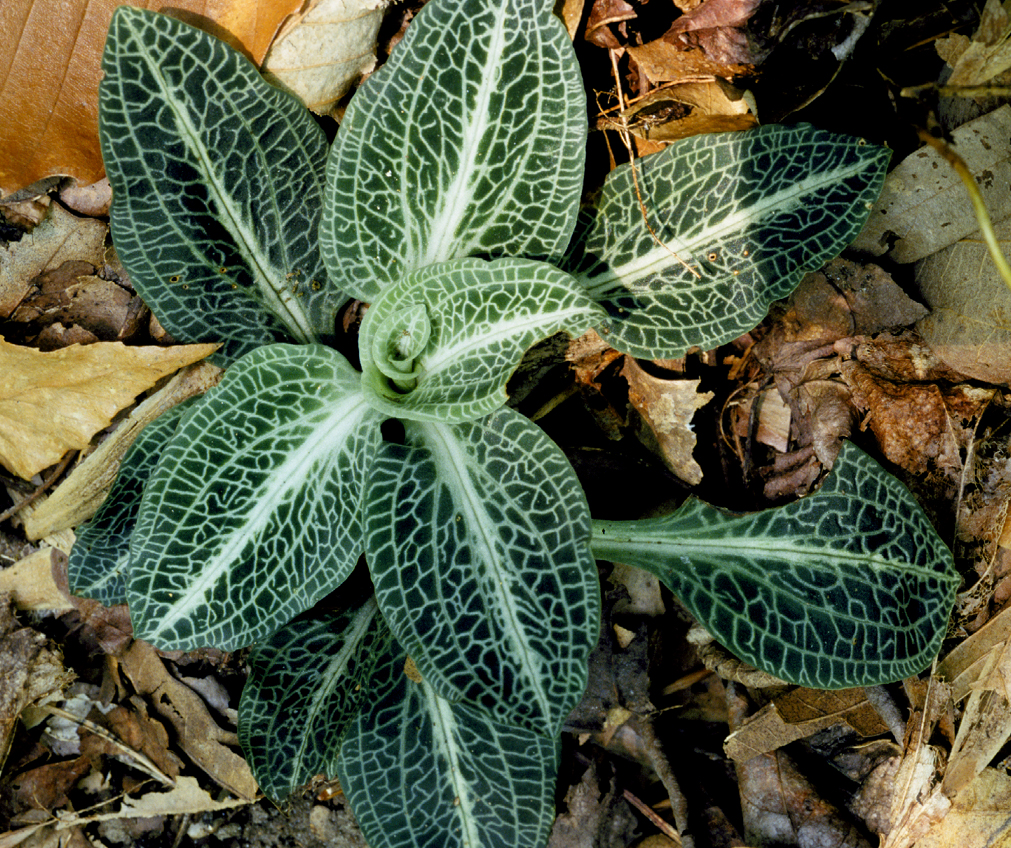 Leafy green rosette of downy rattlesnake plantain