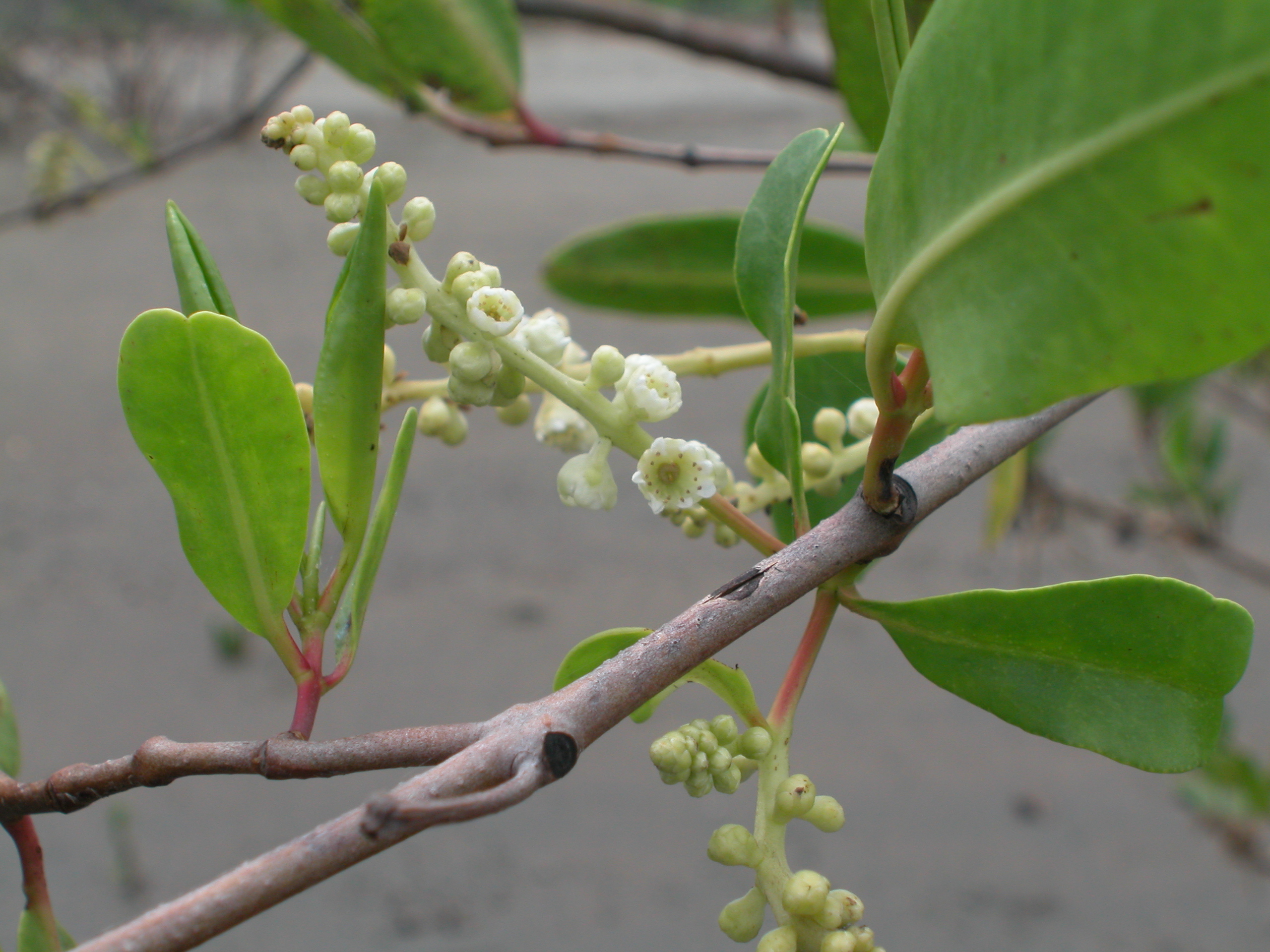 white mangrove flowers