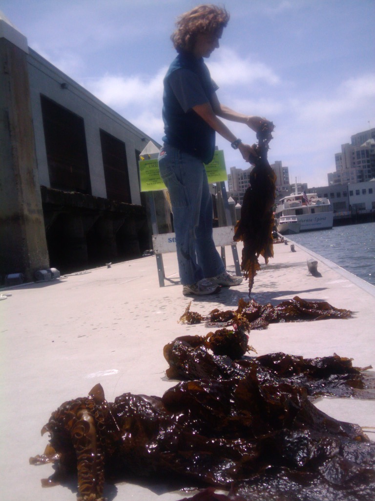 Kelp on a dock