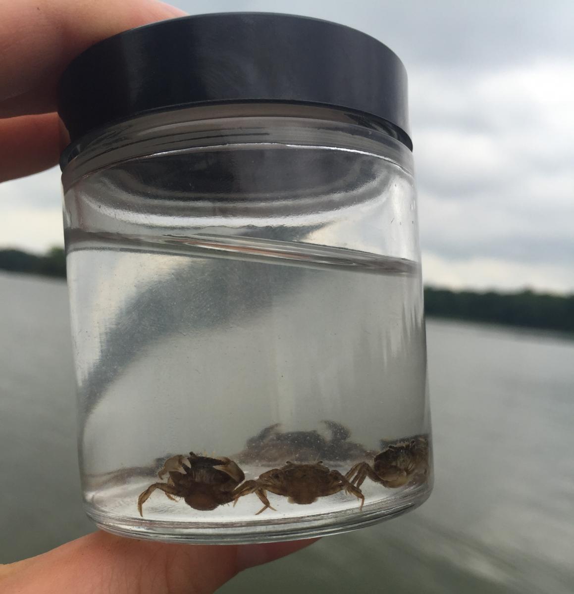 mud crabs in jar