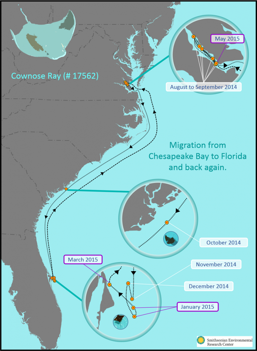 ray migration