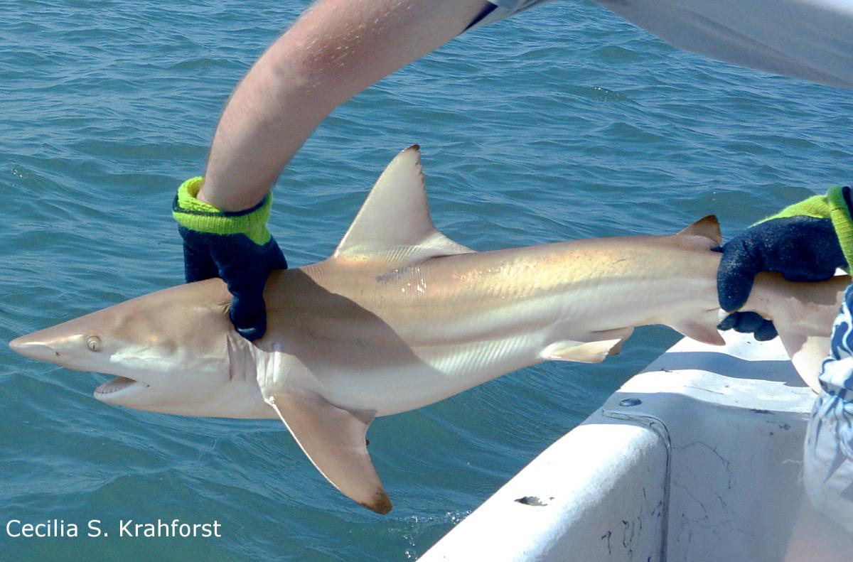 blacktip