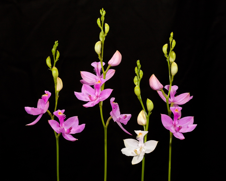 calopogon-tuberosus-in-bwilson.jpg