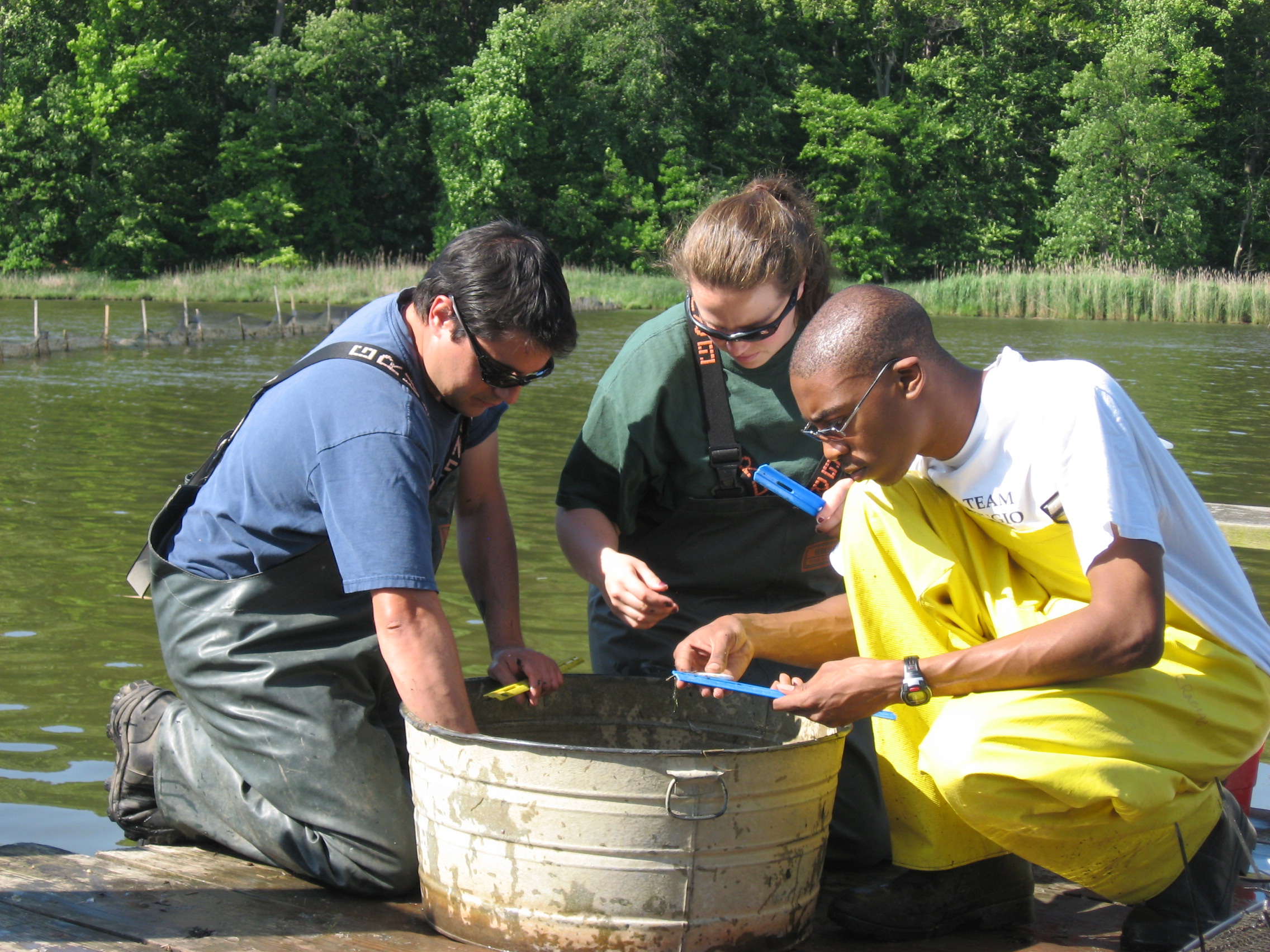 Sampling fish from bucket on river