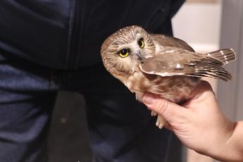 a northern saw-whet owl is being held in a hand.