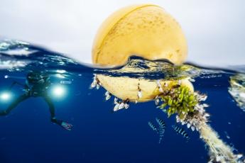 Image by Justin Hofman/ Greenpeace