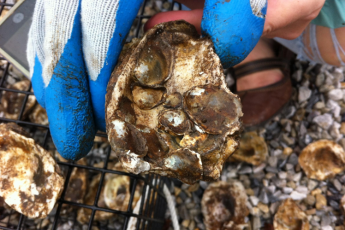 oyster shell