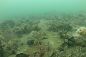 An underwater photograph of an oyster reef with oysters and bryozoans covering the seafloor.