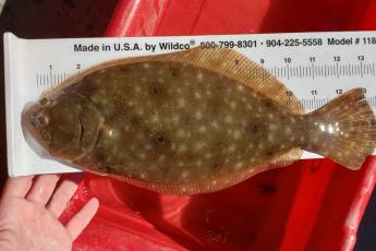 Measuring a summer flounder