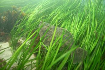 fish in eelgrass bed