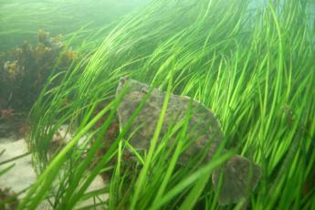 Green eelgrass flowing with the current with a brown fish swimming through the eelgrass