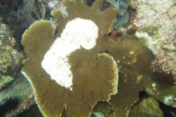 Diseased coral in Belize