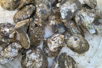 Oysters