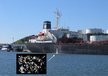 A large ship discharging ballast water in the San Francisco Bay. There is an enlarged image of the invasive species found