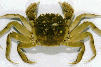 Mitten crab