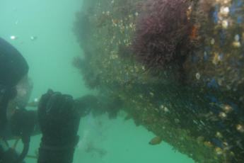 Diver under a recreational boat