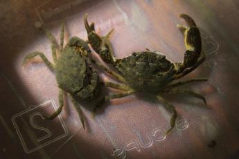 Eurypanopeus depressus, Depressed mud crab