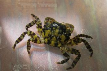 Hemigrapsus sanguineus, the Japanese shore crab or Asian shore crab