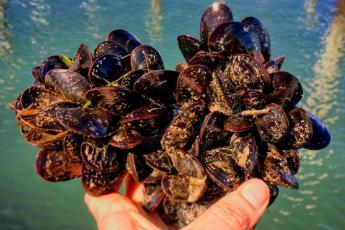 Mussels from Rhode Island