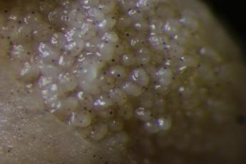 A close-up of  Loxothylacus panopaei eggs with eye-spots.