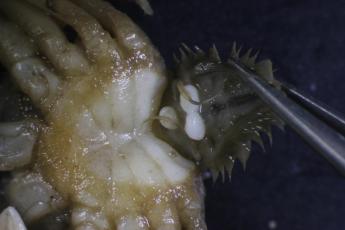 Rhithropanoeus harrisii with three virgin externa from Loxothylacus panopaei. 