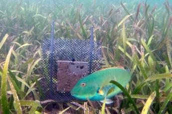 Redtail parrotfish eating tunicates on a plate