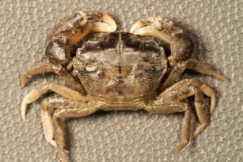 Rhithropanoeus harrisii (white-fingered mud crab)