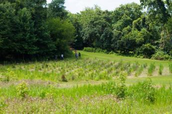 Researcher working in the BiodiversiTREE study plot