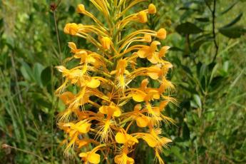 Platanthera ciliaris flowers