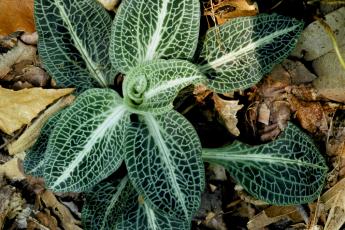 goodyera pubescens