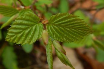 Newly opened leaves of American hornbeam (Carpinus caroliniana)