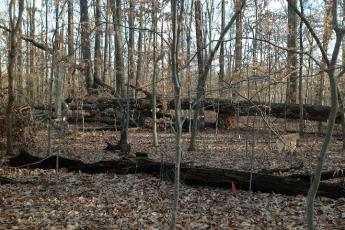 Dead trees on the ForestGEO plot