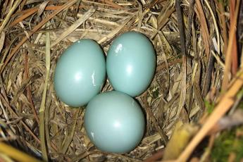 Bluebird eggs