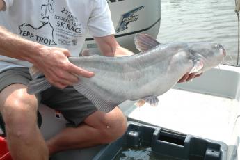 Blue catfish