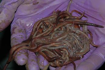 Two hands hold the earthworms from 1 square meter of soil