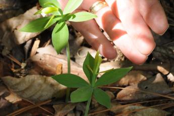 A flowering Isotria medeoloides plant.