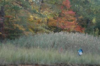 Doing research in a patch of non-native Phragmites