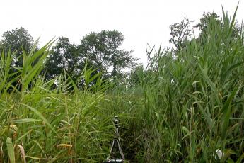 Phragmites australis