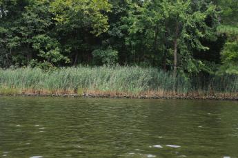 Phragmites australis growing behind riprap