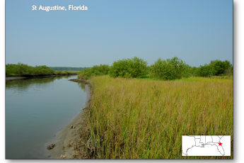 Mangrove Expansion in Response to Climate Change