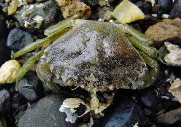 European green crab, Carcinus maenas