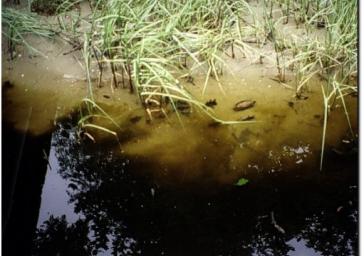 Algae bloom brought on by increased nutrient inputs